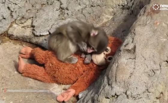 Злощастието на маймунката Пънч обиколи света