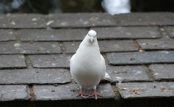 М. Ганди: Може да изглежда на моменти, че силите на злото са по-големи, но това е само