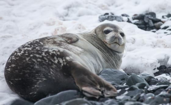 Китове, моржове и тюлени умират заради шума от кораби в Арктика