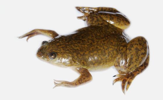 Роботи от човешки и жабешки клетки, могат да се движат сами и да се самовъзпроизвеждат