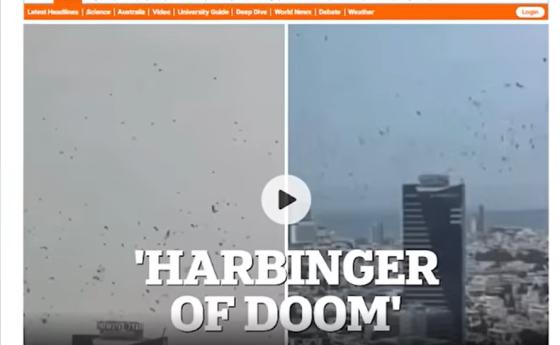Daily mail: Хиляди черни птици в небето над Тел Авив
