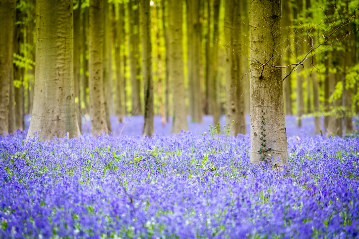 Седмична ведическа прогноза