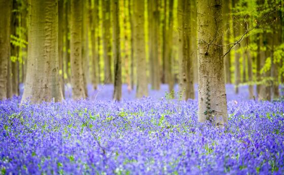 Седмична ведическа прогноза