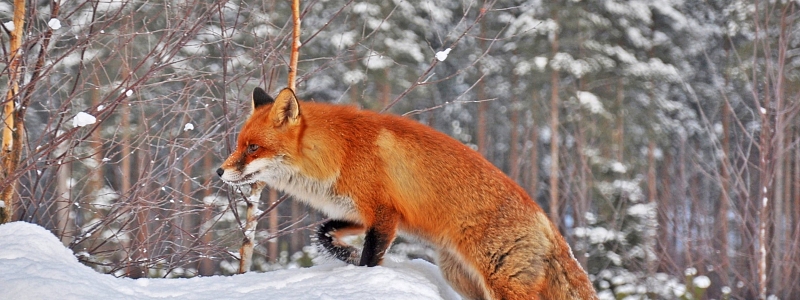 Един човек се разхождал из гората и видял една лисица